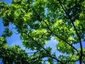 open picture: «Green branches of a tree»