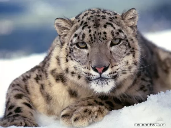 Albino on snow, Leopards
