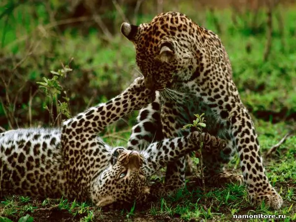 Дерущиеся детёныши леопарда, Леопарды
