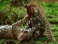 Fighting cubs of a leopard