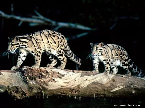 Two leopards in night, Leopards