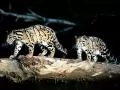 Two leopards in night