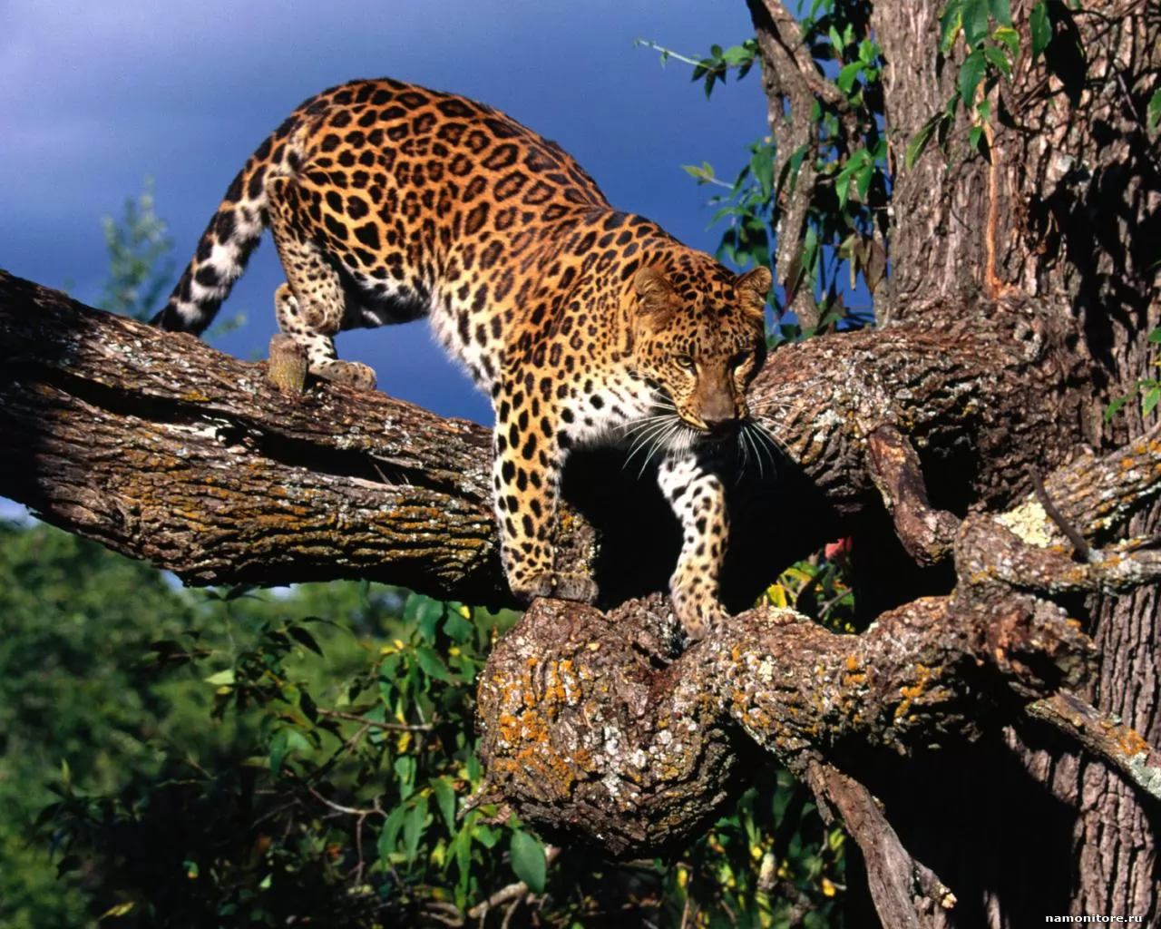 Cat on a tree, animals, cats, leopards x