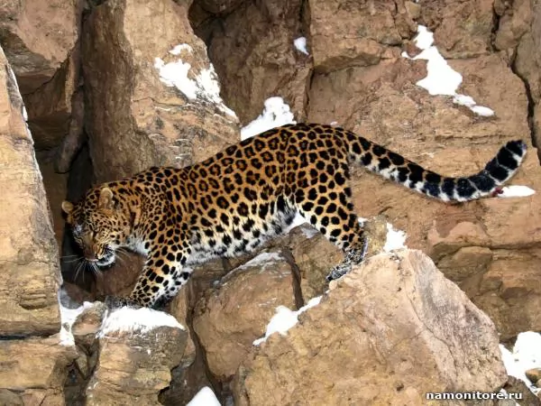 Леопард, идущий вдоль скал, Леопарды