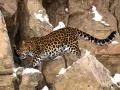 a Leopard going along rocks