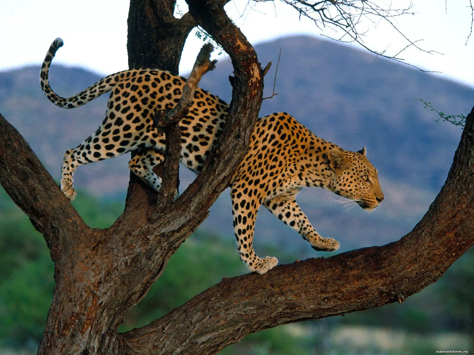 Leopard on a tree, animals, cats, leopards x