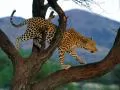 обои для рабочего стола: «Леопард на дереве»