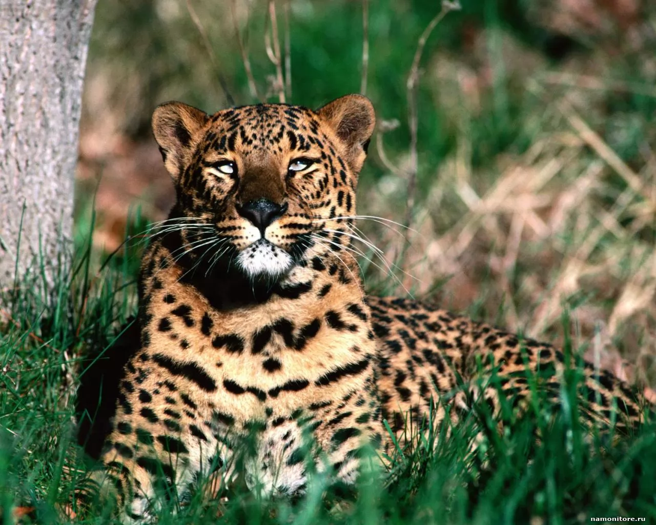 Leopard in a grass, animals, cats, grass, green, leopards, muzzle x