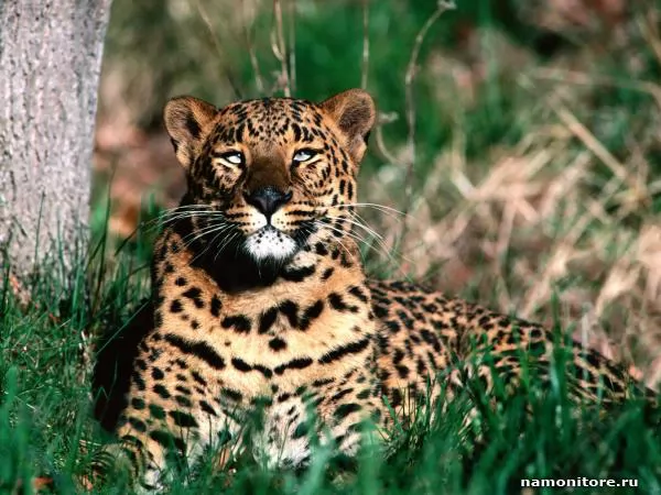 Leopard in a grass, Leopards