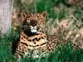 Leopard in a grass