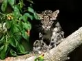 Small gloomy leopard