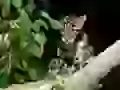 Small gloomy leopard