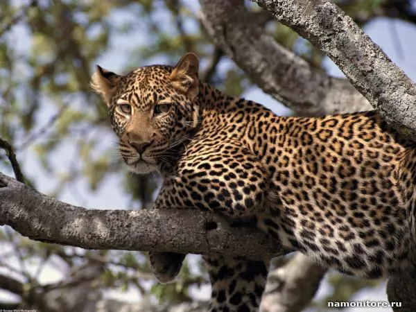 Muzzle of the leopard laying on a tree, Leopards