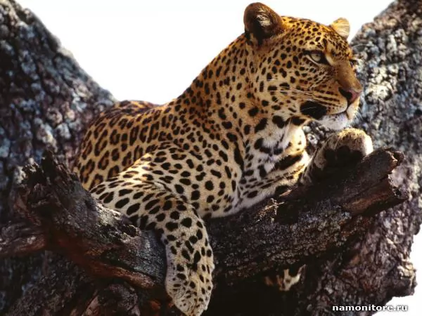 On a tree, Leopards