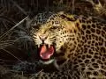 Growling leopard