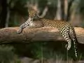 Female of the leopard who has collapsed on a tree