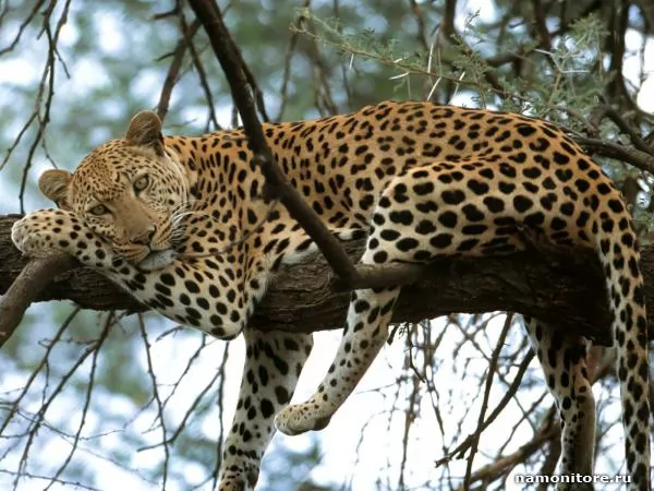 Задумчивый леопард на дереве, Леопарды
