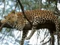 Leopards