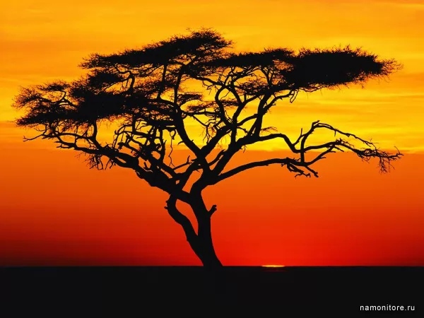 Acacia on a sunset in Africa, Summer