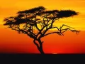 current picture: «Acacia on a sunset in Africa»