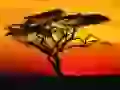 Acacia on a sunset in Africa