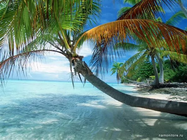 French Polynesia, the stretched palm tree, Summer