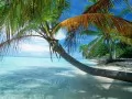 обои для рабочего стола: «Французская Полинезия, раскинувшаяся пальма»