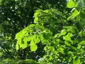 open picture: June greens