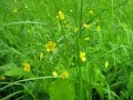 open picture: «Buttercups»