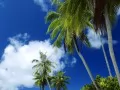 open picture: «Palm trees against the sky»