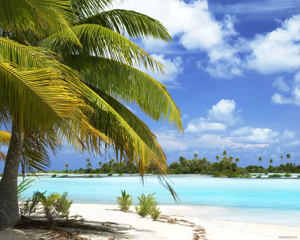Beach with white sand, coast, dark blue, island, landscapes, nature, palm trees, sea, tropics x