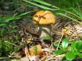 open picture: «Aspen mushroom»