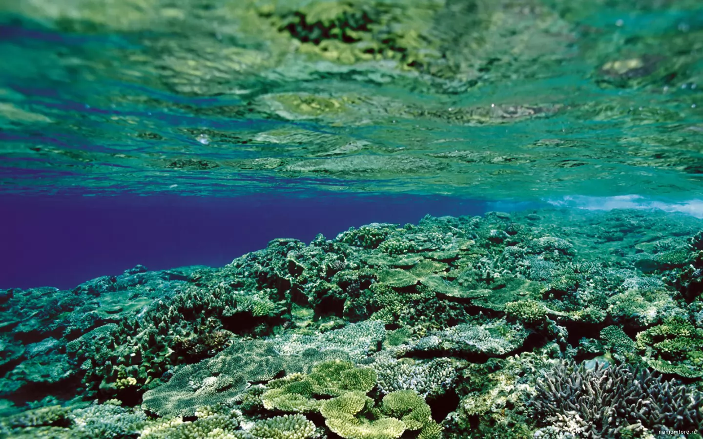 ��������� ���, �������, ����, ������� �