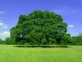 open picture: «Sprawling green tree»