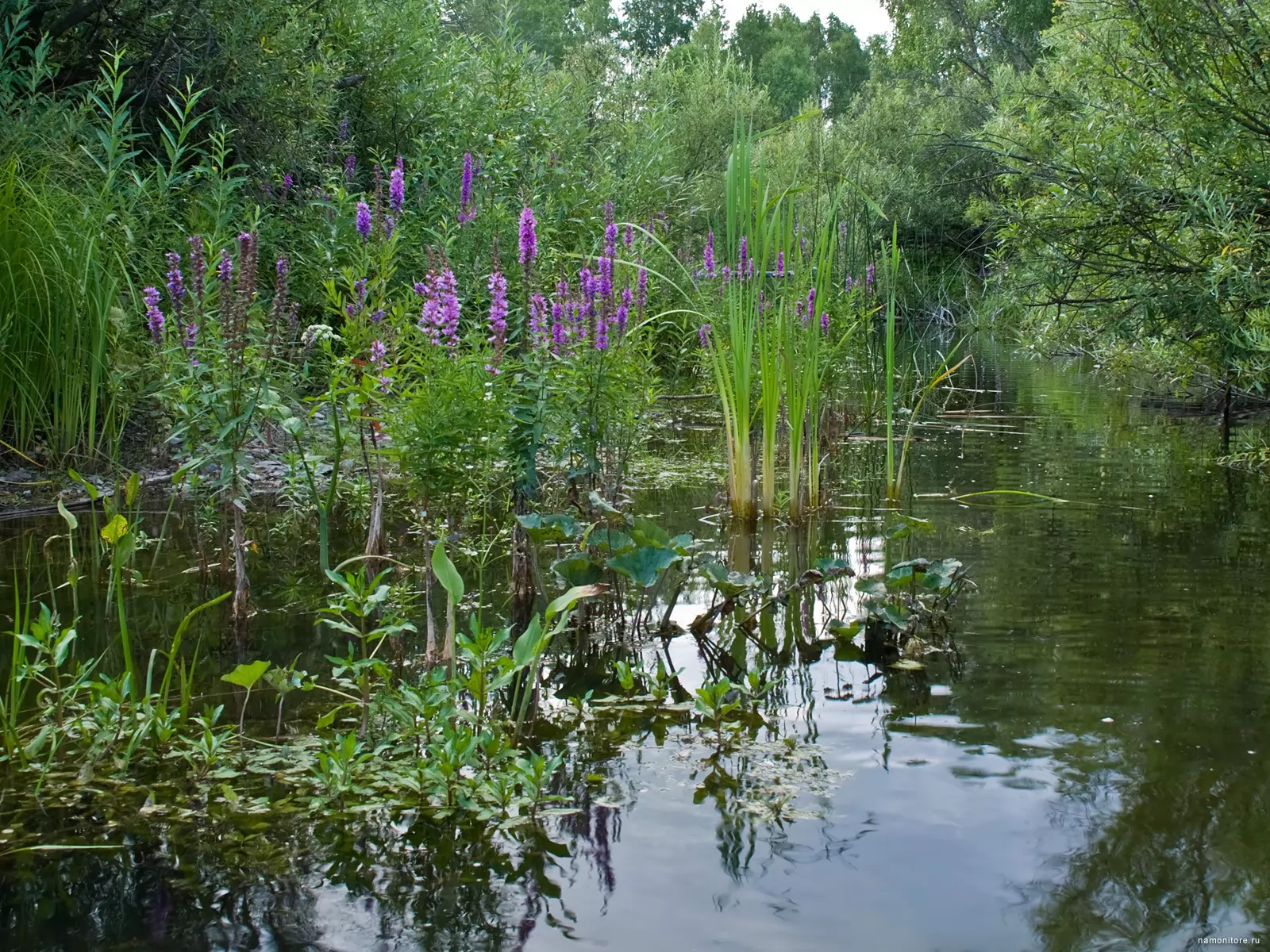 Река зауралья. Речные растения. Растения рек. Растения возле реки. Трава возле речки.