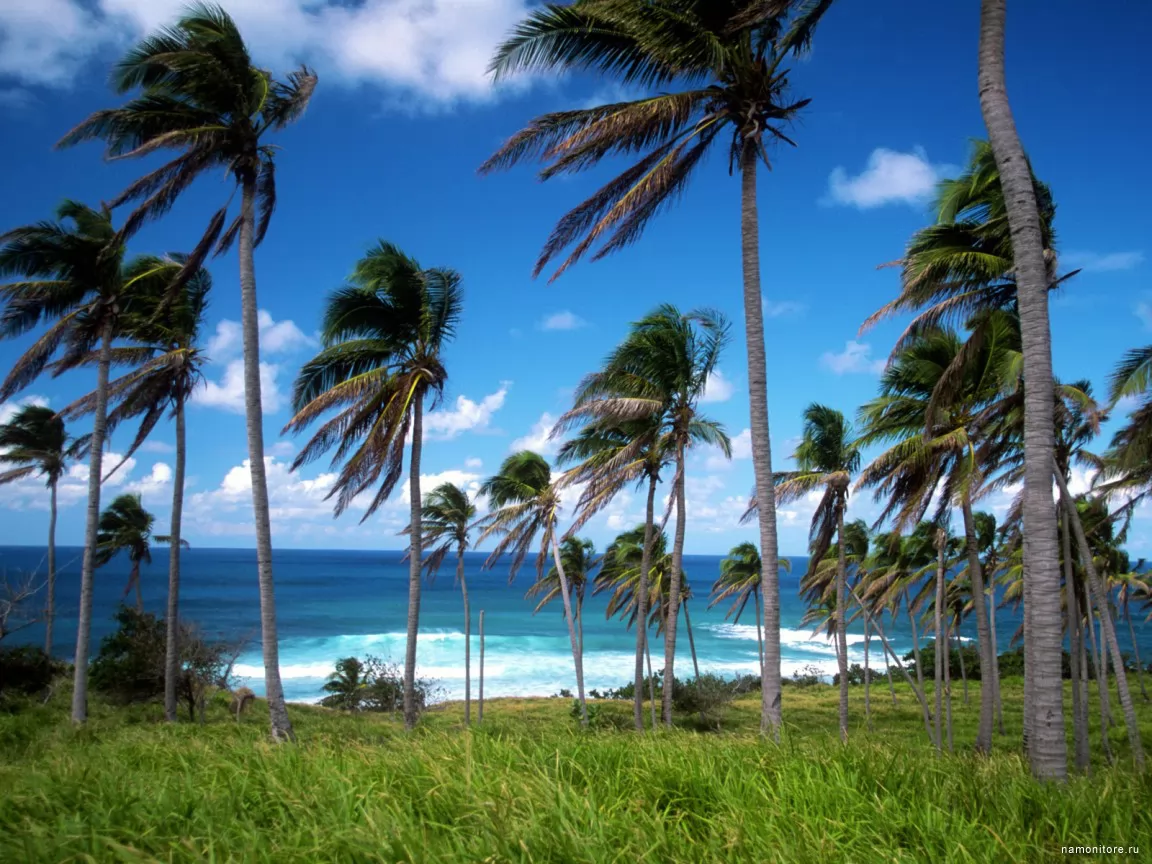 Strong wind, coast, dark blue, landscapes, nature, palm trees, sea, tropics x