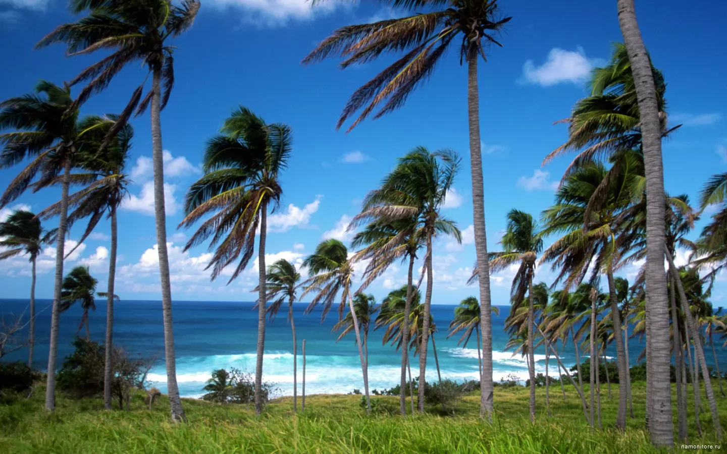 Сильный ветер, море, пальмы, пейзажи, побережье, природа, синее, тропики х