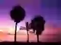 Silhouettes of palm trees