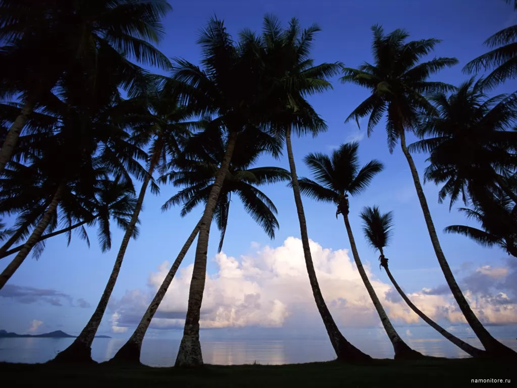 Tahiti, clipart, coast, dark blue, island, nature, palm trees, tropics x