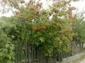 current picture: Ukrainian village, guelder-rose