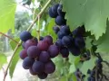 open picture: «Ripe grapes on a branch»