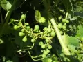 open picture: «Green grapes»