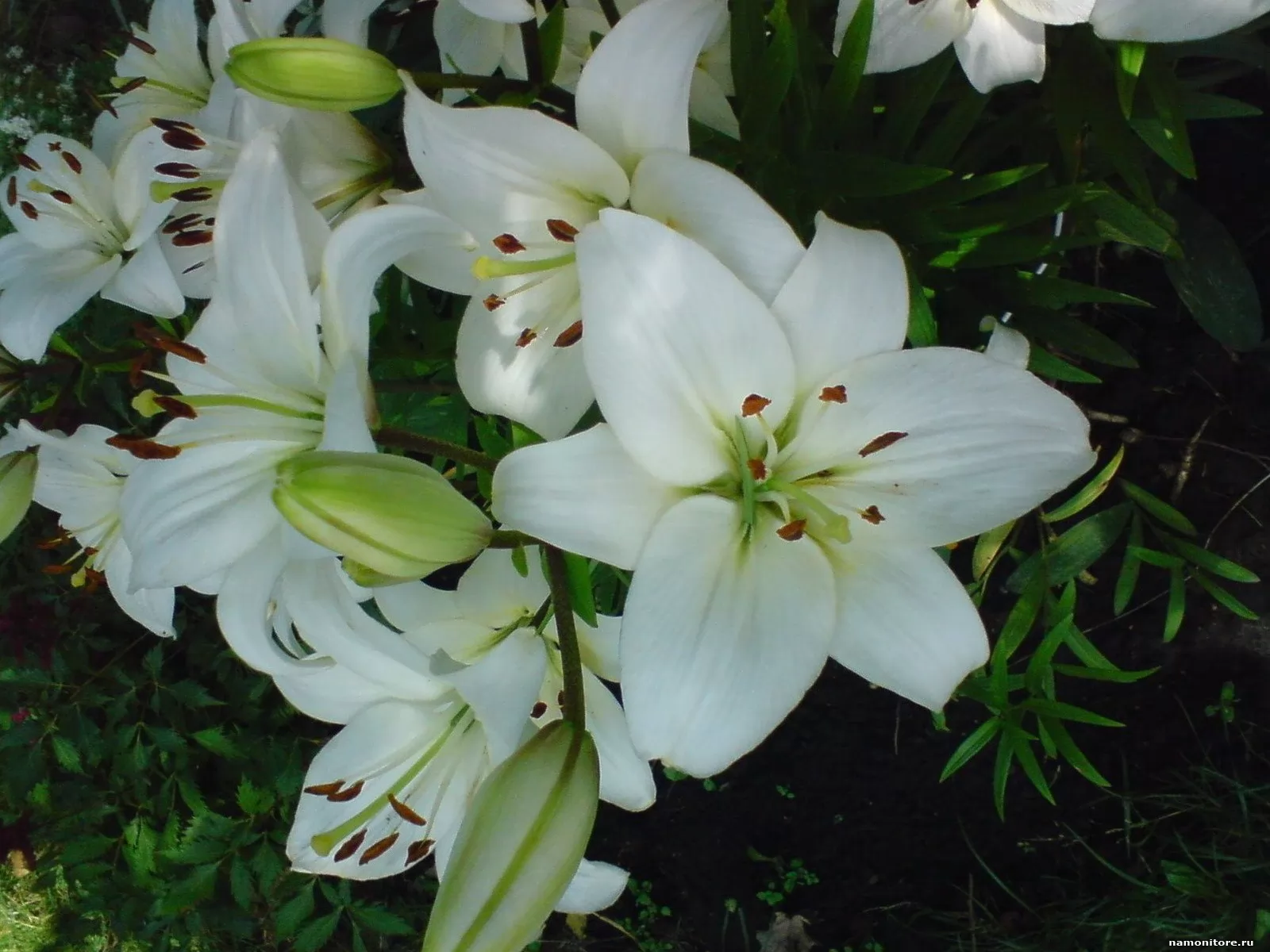 White lilies, flowers x