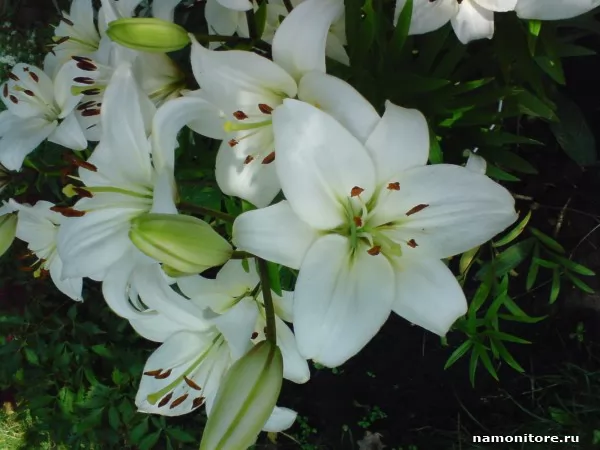 White lilies, Lilies