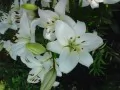 current picture: «White lilies»