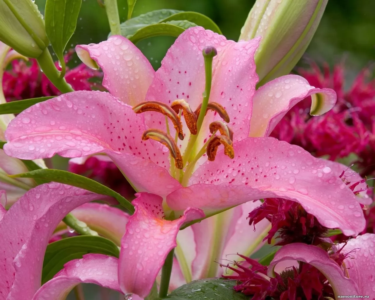 Pink lily, flowers, pink x