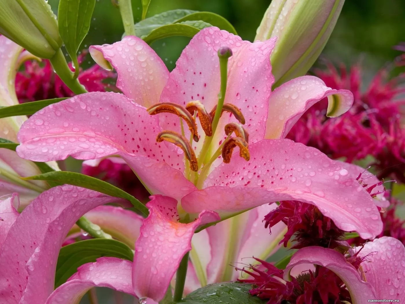 Pink lily, flowers, pink x