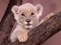 Young lion an albino