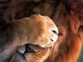выбранное изображение: «Царь зверей лев»