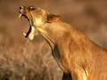 Yawning lioness